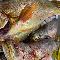 Pescada-Amarela.png
